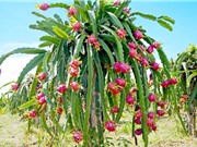 TPHCM: Tuyển chọn hai giống thanh long ruột đỏ chất lượng cao